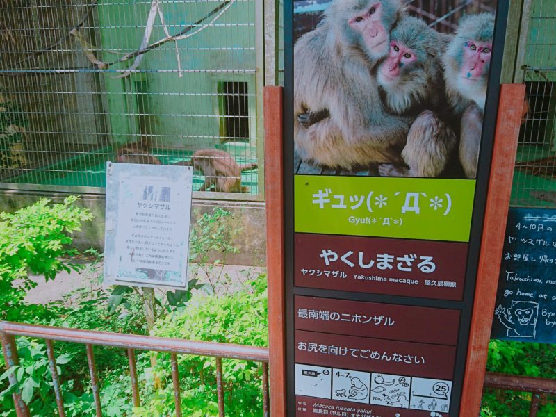 沖縄こどもの国ヤクシマザル