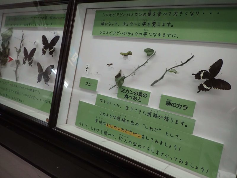 沖縄市立郷土博物館むしのしわざ