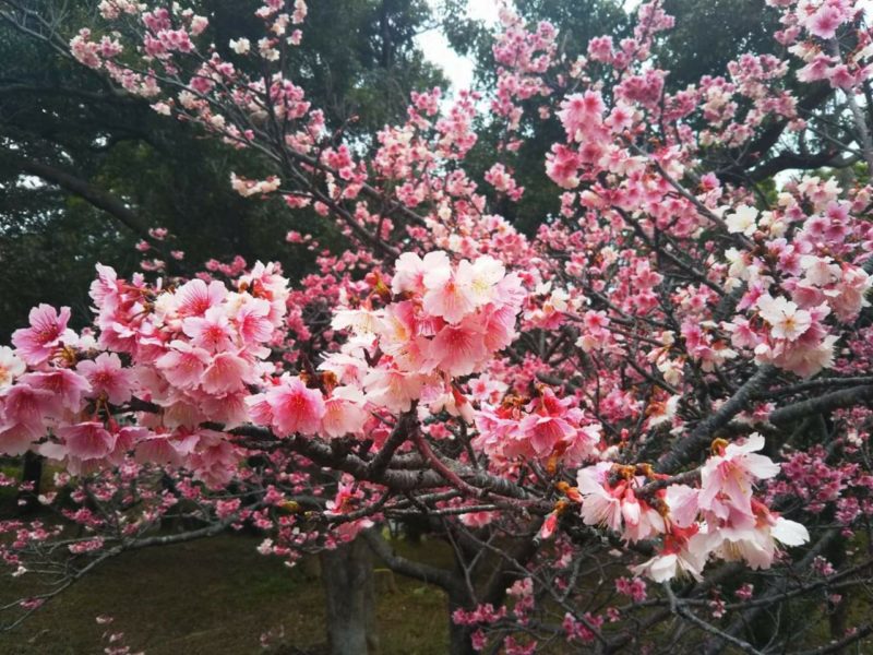 沖縄市の桜、花見