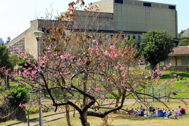 沖縄市の桜、花見