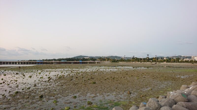 沖縄市で潮干狩り。泡瀬干潟