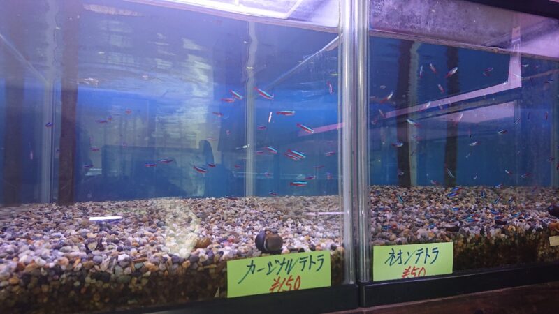 カラシン沖縄市胡屋の熱帯魚